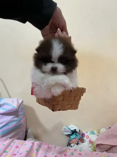 Spitz lulu anazinha