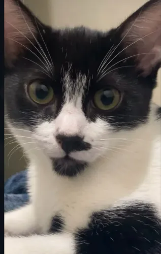 Doando gatinho