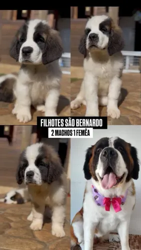 São Bernardo