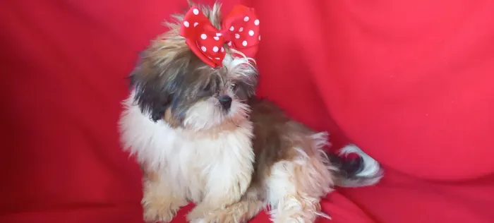 Shihtzu fêmea