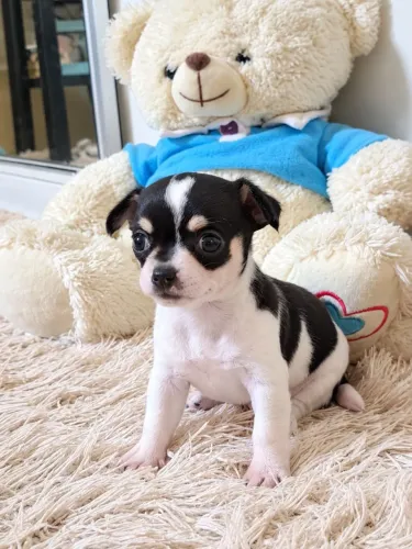 Chihuahua fêmea pelo curto