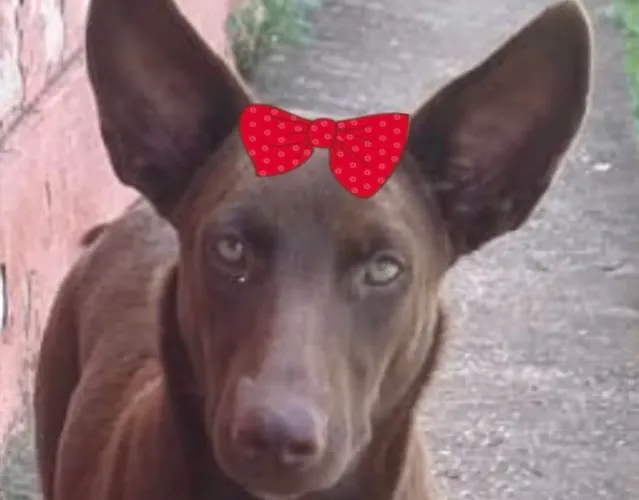 Linda Cacau para adoção