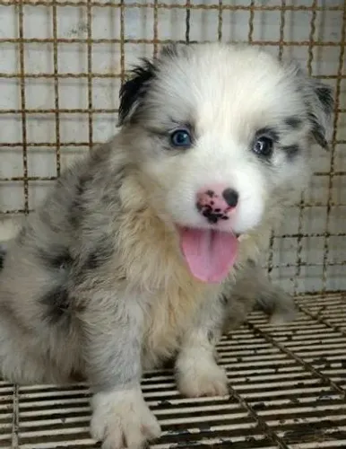 Filhotes Saudáveis, Lindos e com Pedigree