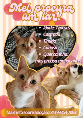 Adoção responsável de gatinha laranja