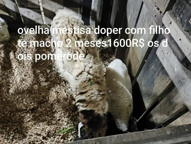 Ovelha com filhote