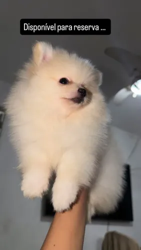 LULU DA POMERANIA