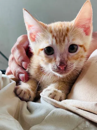 Gato Laranja Filhote Macho