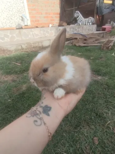 Coelhinhos mini Lion
