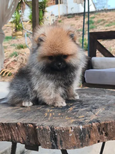 Spitz alemão ursinho laranja
