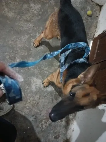 Cachorro pastor alemão 