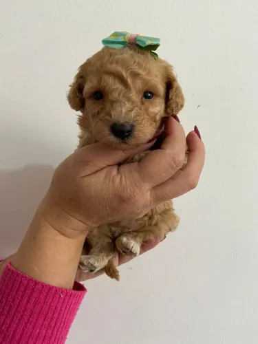 Poodle Micro | Red , Black ou Abricó