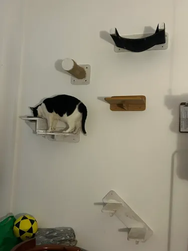 Prateleiras para gatos 
