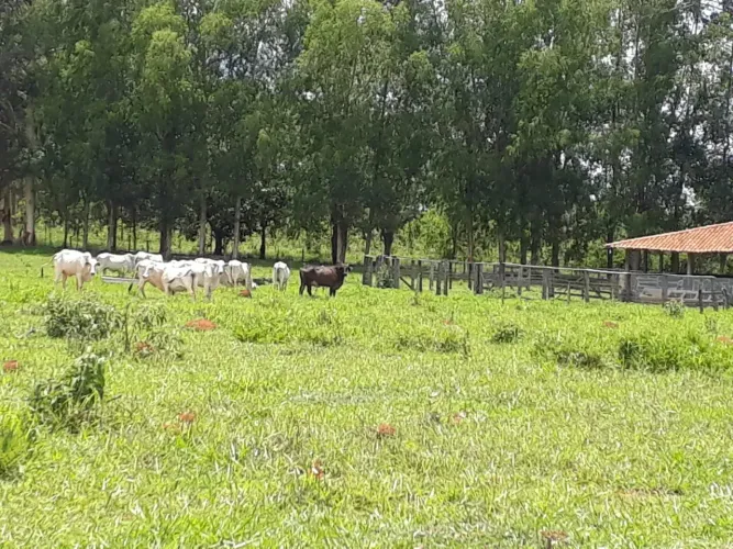 FAZENDINHA com terra preta nos fundos, pronta -5×=R$20.000,00 mais 62 parcelas