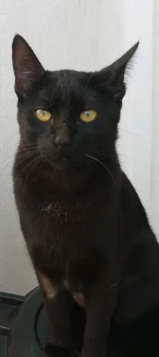Doa -se Gatos