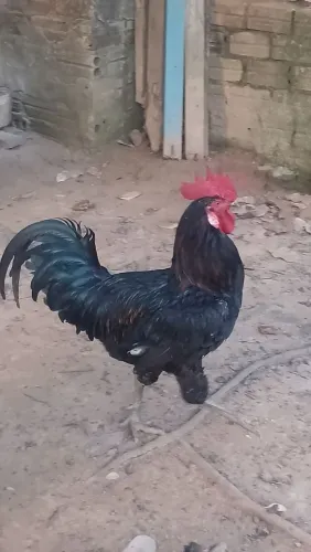 Galo Caipira