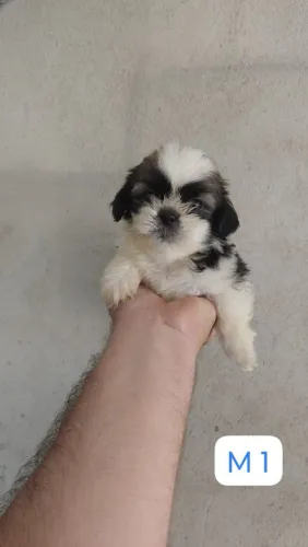 Shih-tzu com pedigree original registrado compre shih-tzu puros 
