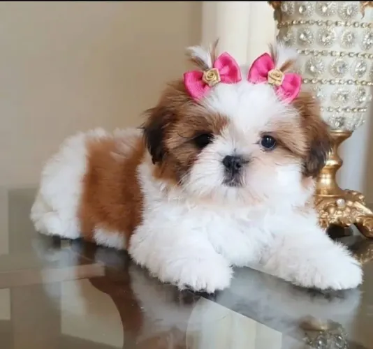 Shih tzu fêmea