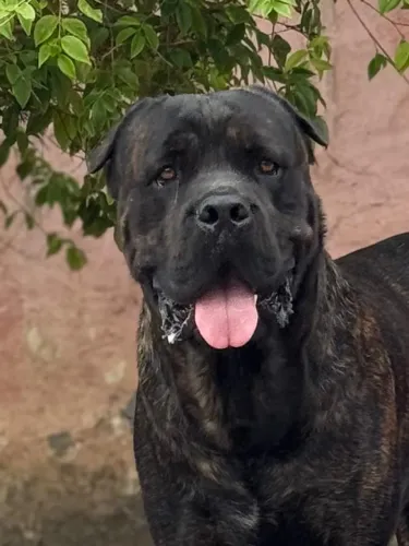 DOGUINHOS  FILHOS DE TROVÃO E LUA - CANE CORSO nascidos em 21/08