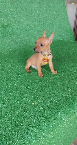 Pinscher presentear quem vc ama 