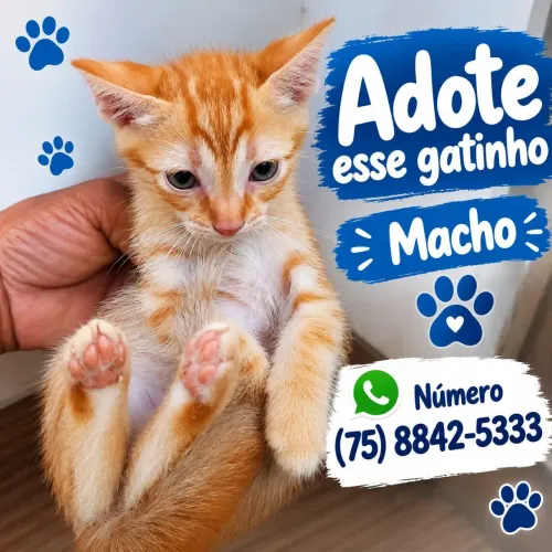 Gatinho para adoção