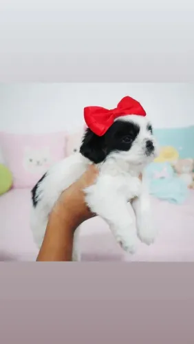 Shih tzu femea 
