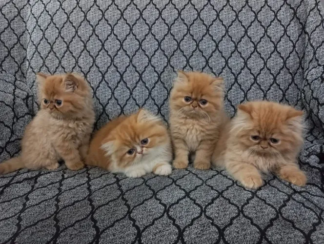 Gatos de raça persa valor 800 reais 