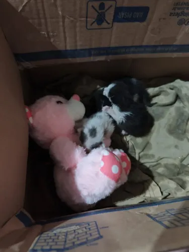 Doação de Filhote de Gato
