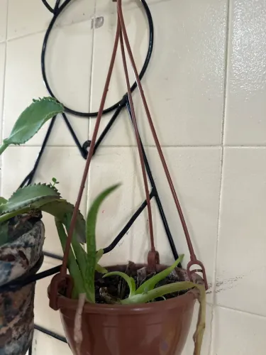 Lote de vasos para plantas apartir de 2 reais a unidade