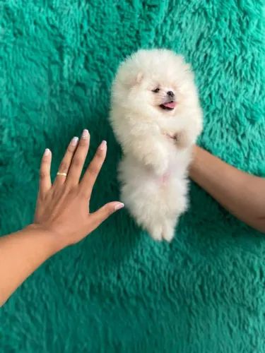 Lindinhos e belos filhotes Spitz alemão 