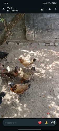 11 Galinhas