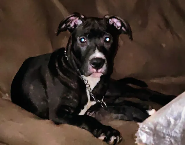 PITBULL DOAÇÃO 