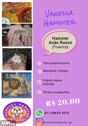 Hamster Anão Russo Filhotes 