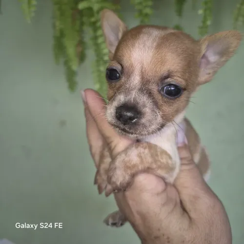LINDO MACHINHO DE PINSCHER BEM PEQUENO DISPONÍVEL PARA VENDA