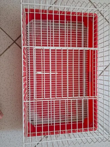 Gaiola para porquinho da india semi nova!