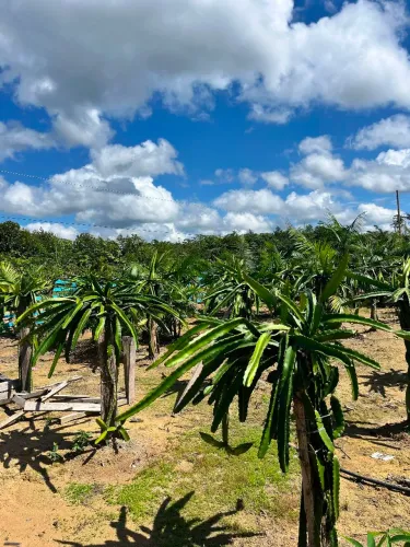 Sítio JC no paraíso verde