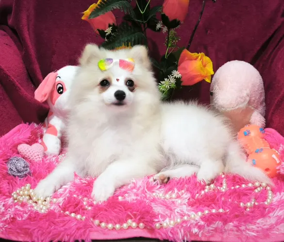 Filhote de Lulu da Pomerânia Anã
