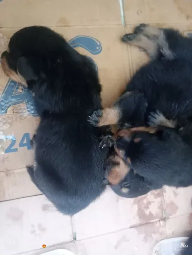 VENDO ROTTWEILER FILHOTE