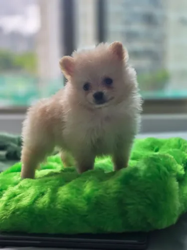 Lindis Lulu da Pomerânia  Anão 