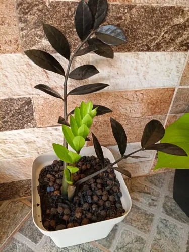 Zamioculca black planta perfeita