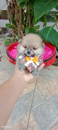 Spitz alemão Anã em 10x no Cartão com pedigree, contrato e vacina. Entregamos