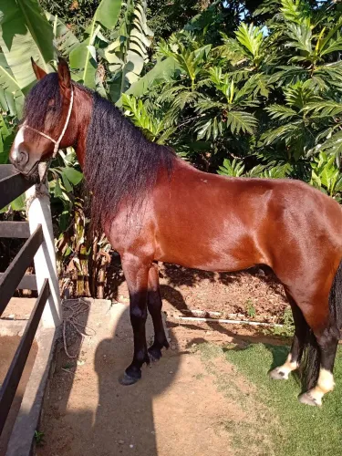 Vendo cavalo