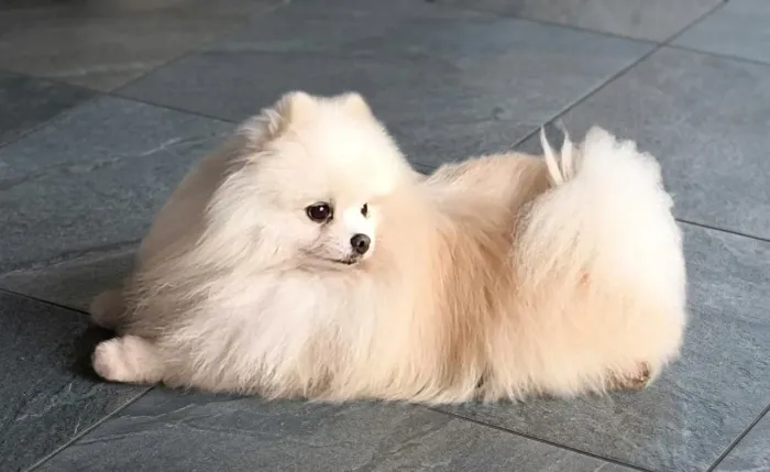 ? Spitz Alemão Macho de Alto Padrão Disponível para Cruza!