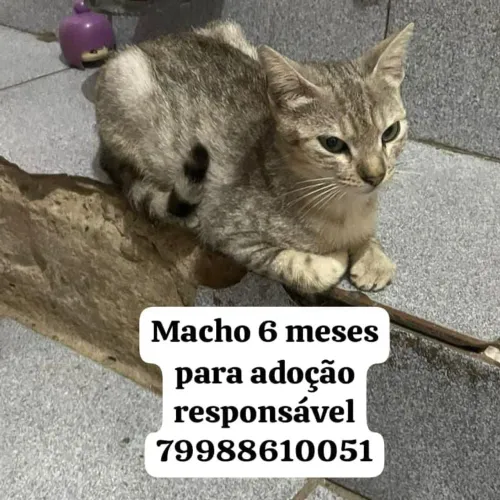 Gatinhos para adoção responsável