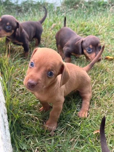 Salsichinhas mini