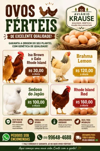 Ovos Férteis 