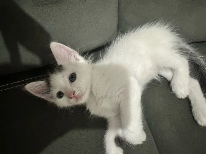 Doação de gatos