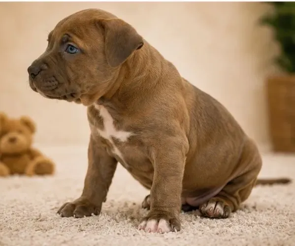 American bully fêmea filhote 