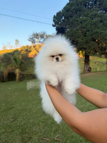 Spitz alemão /lulu da pomerania 