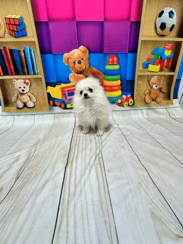 Lulu da Pomerania em Passo Fundo