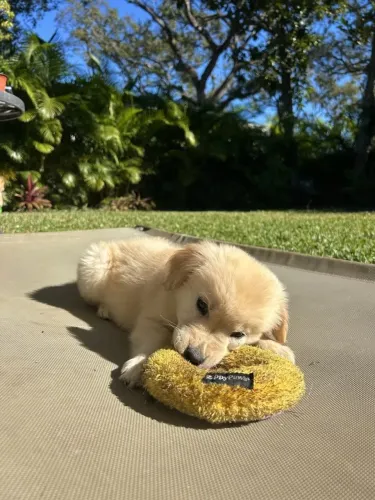 Golden Retriever Um presente que continua especial depois da data